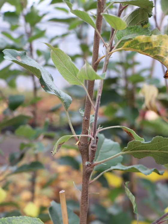 detail Jabloň 'Coxova Reneta'