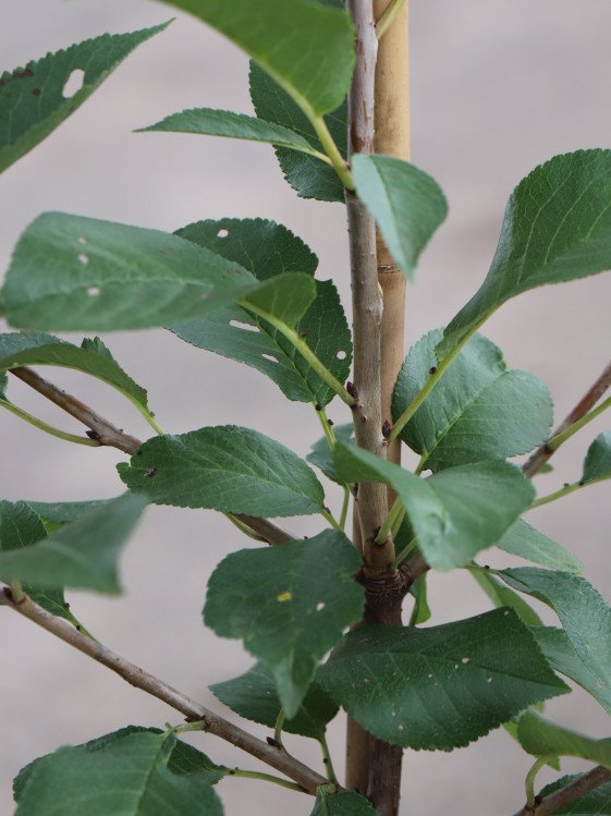 detail Višeň 'Érdi Bötermö'