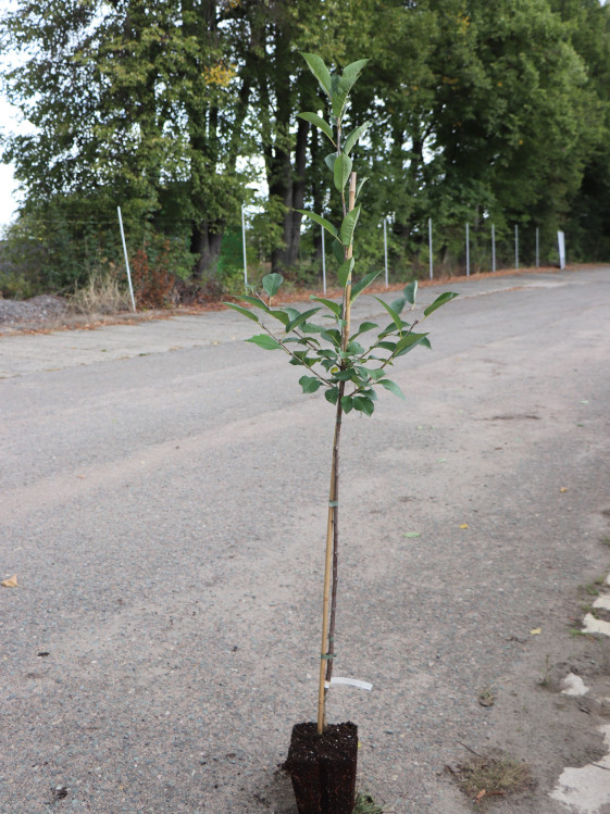 detail Višeň 'Érdi Bötermö'