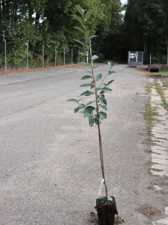detail Višeň 'Újfehértoi Fürtös'