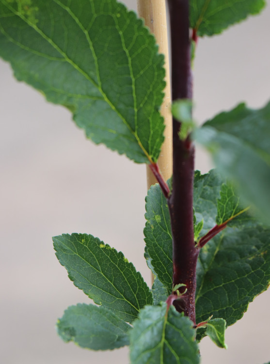 detail Švestka 'Kulinaria'