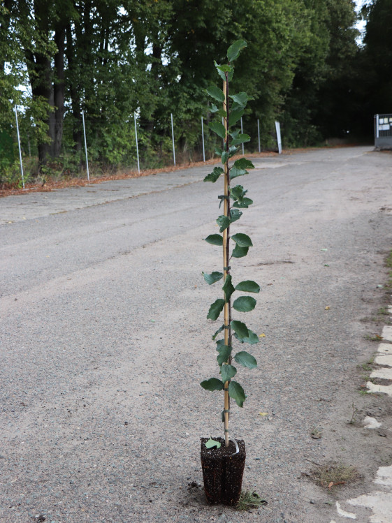 detail Švestka 'Kulinaria'