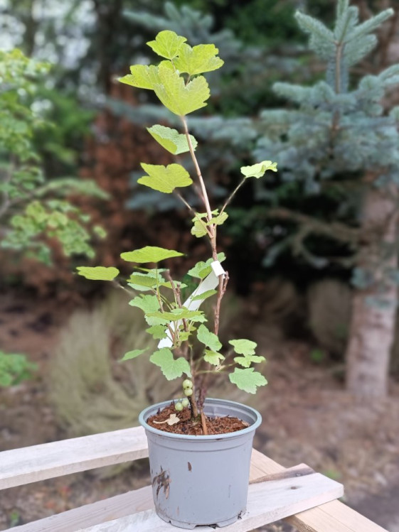 detail Rybíz červený 'Jonkheer van Tets'