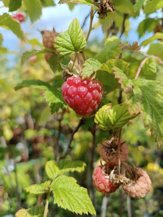 detail Maliník 'Glen Ample'– jednouplodící, beztrnný