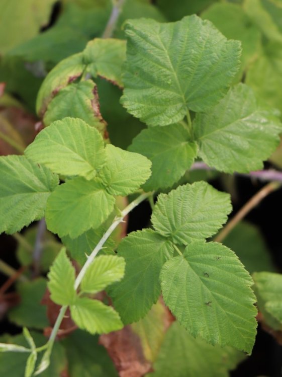 detail Malina černá 'Black Jewel'