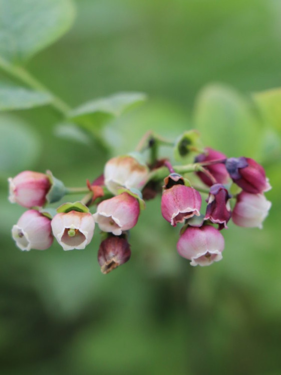 detail Kanadská borůvka 'Bluegold'