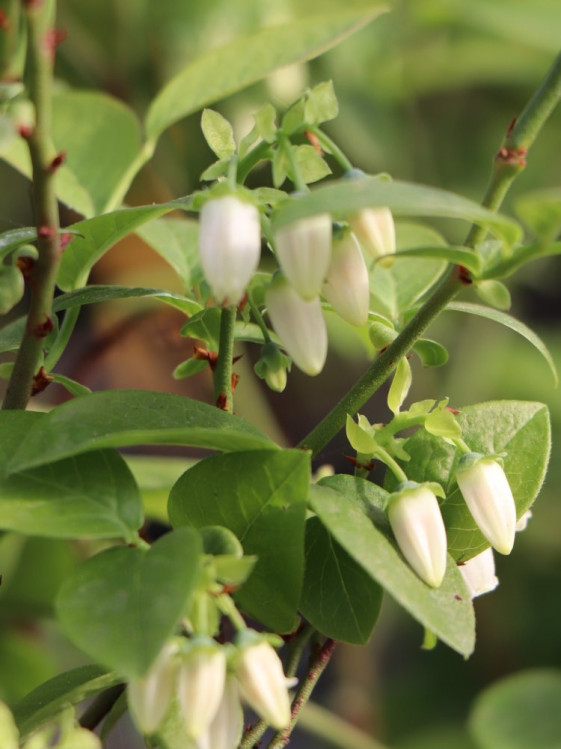 detail Kanadská borůvka 'Bluegold'