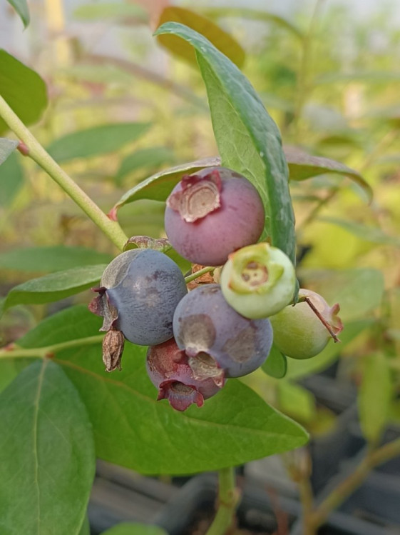 detail Kanadská borůvka 'Hannah choice' - raná