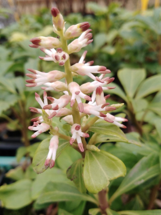 detail Tlustonitník klasnatý