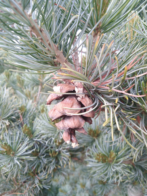 detail Borovice limba