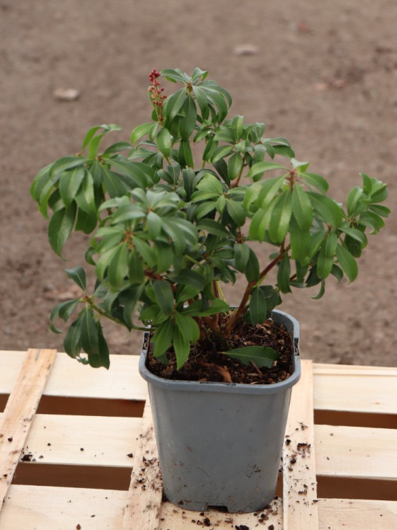 detail Pieris japonský 'Bonfire'