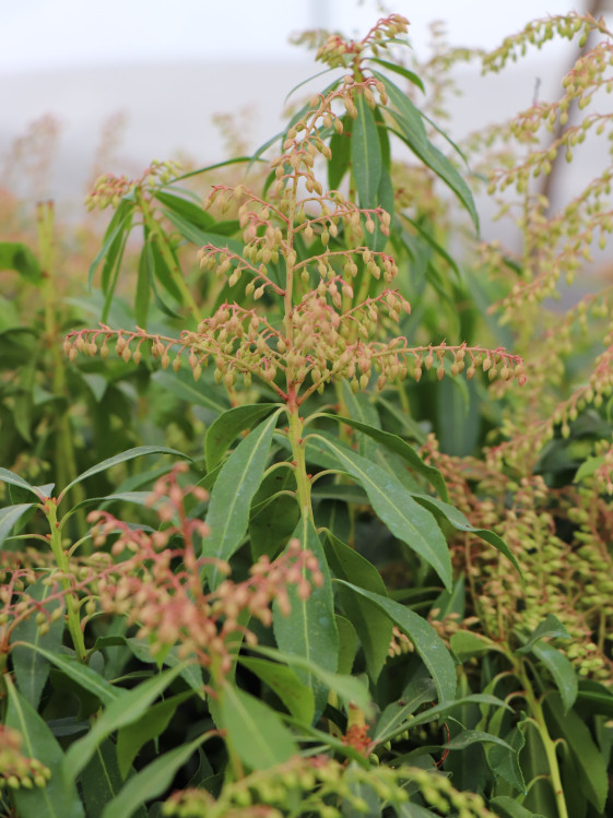 detail Pieris japonský 'Forest Flame'