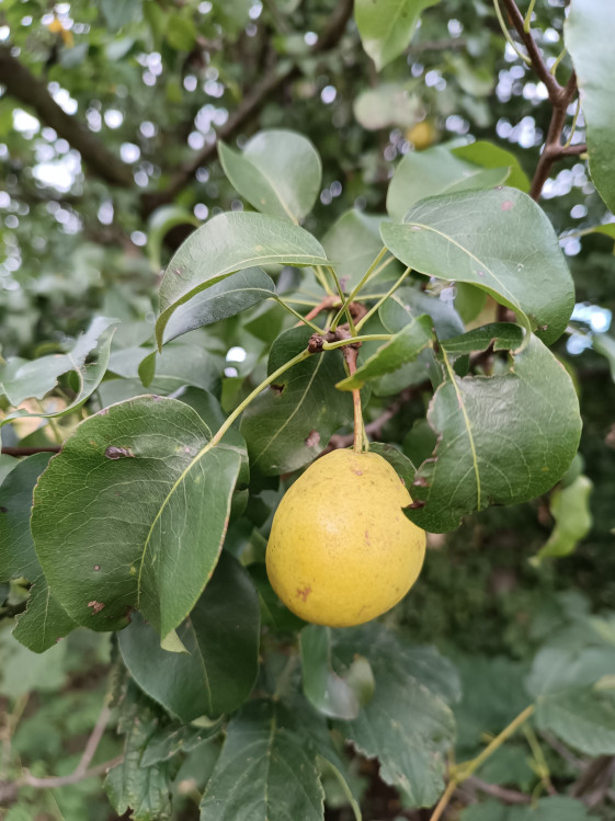 detail Hrušeň obecná