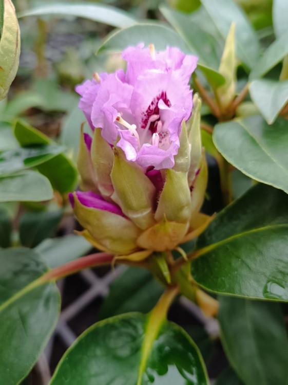 detail Rododendron 'Blue Peter'