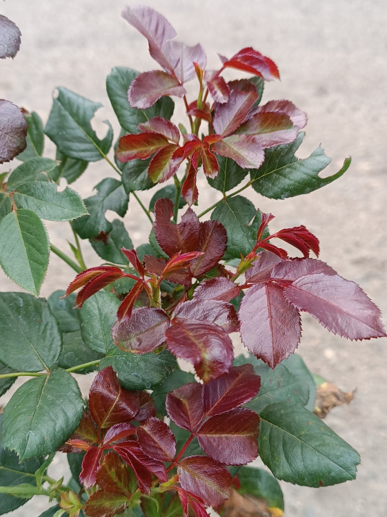 detail Růže 'Pompeji