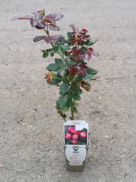 detail Růže 'Pompeji