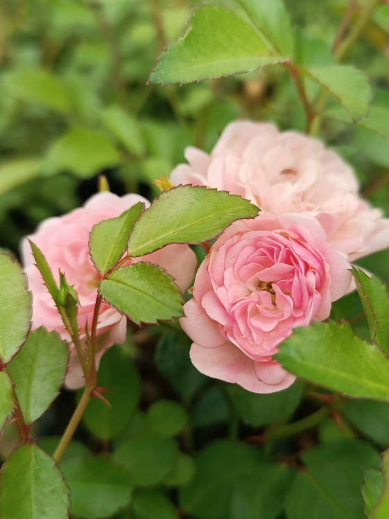 detail Růže pokryvná 'The Fairy'