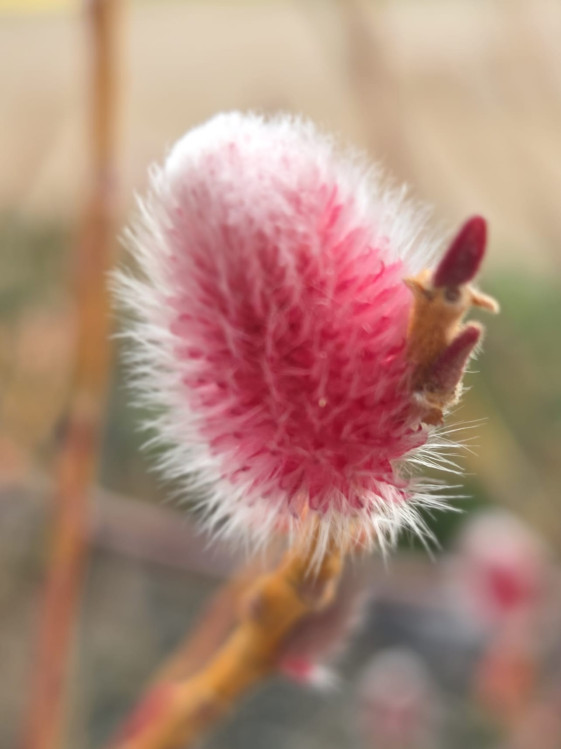detail Vrba štíhlopestíkatá ´Mt. Aso´