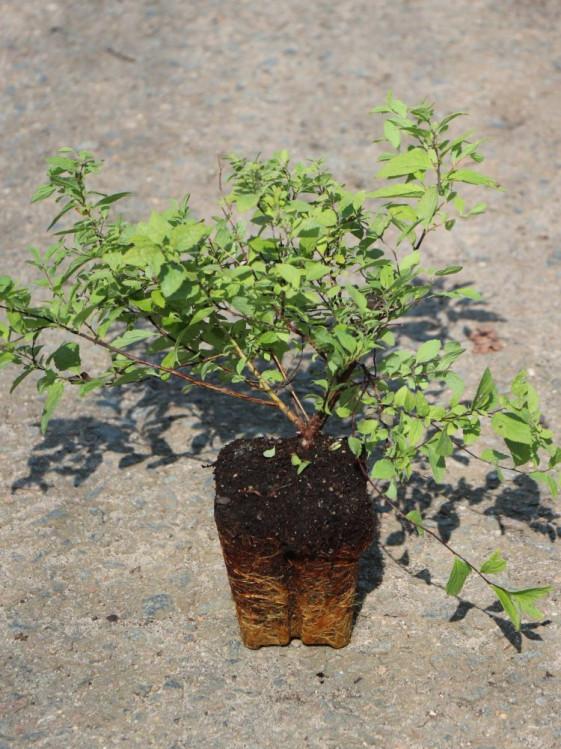 detail Tavolník 'Orange Princess'