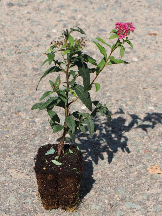 detail Tavolník Bumaldův 'Anthony Waterer'