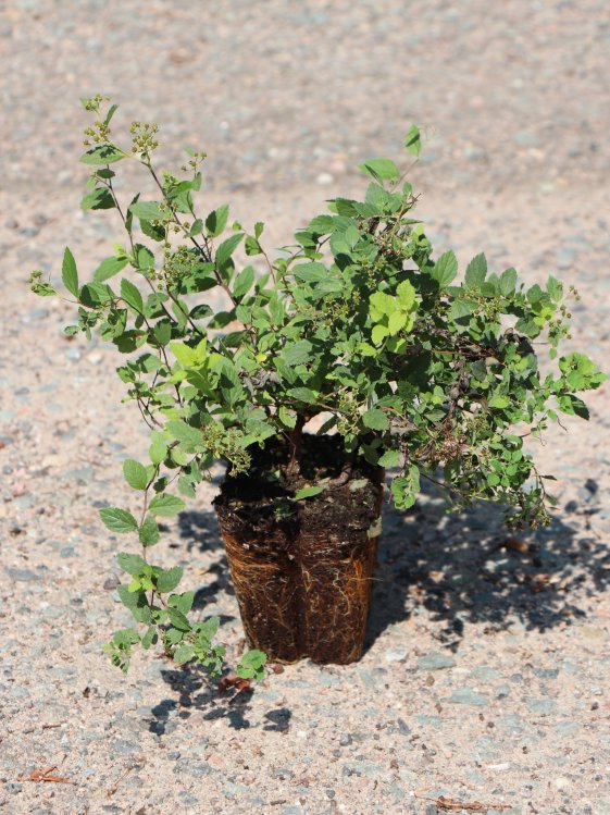 detail Tavolník japonský 'Little Princess'