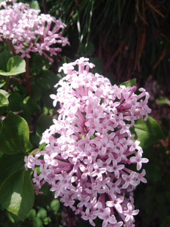 detail Šeřík Meyerův 'Palibin'