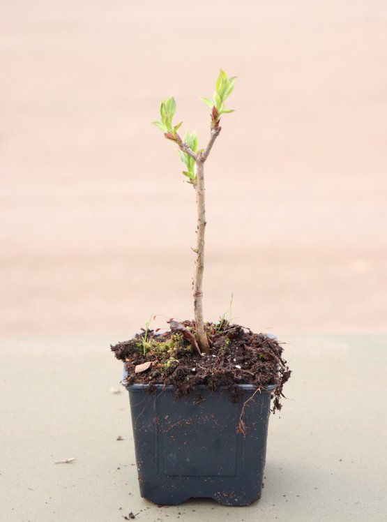 detail Šeřík obecný 'Sensation'