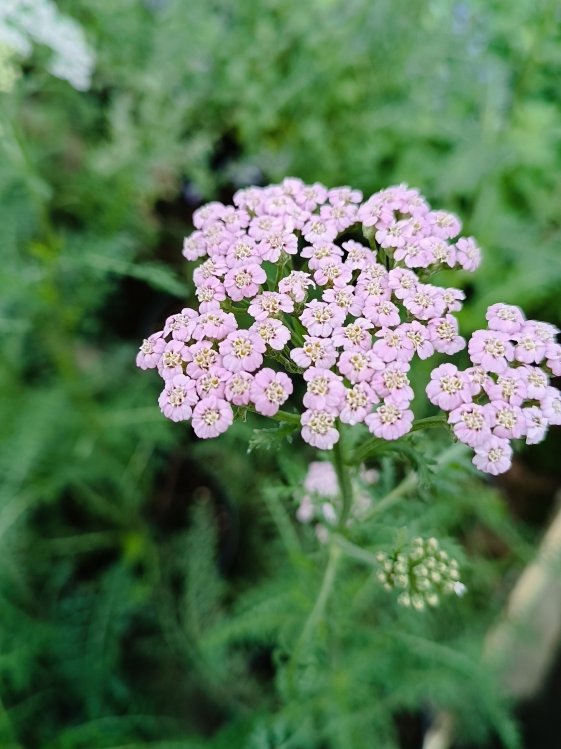 detail Řebříček obecný 'Lilac Beauty'