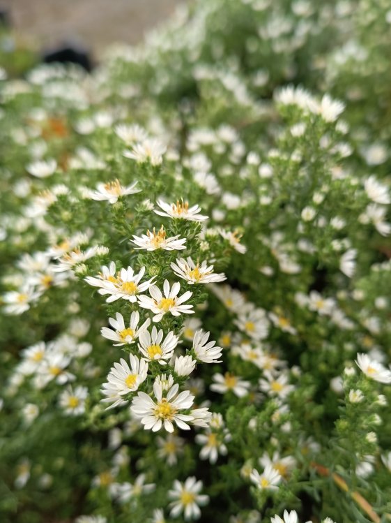 detail Hvězdnice vřesovcovitá ´Snowflurry´