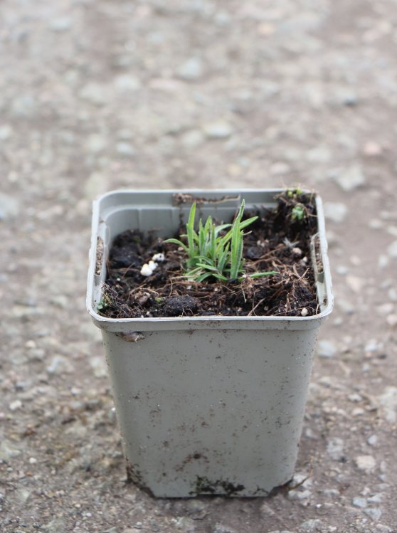 detail Hvězdnice zlatovlásek