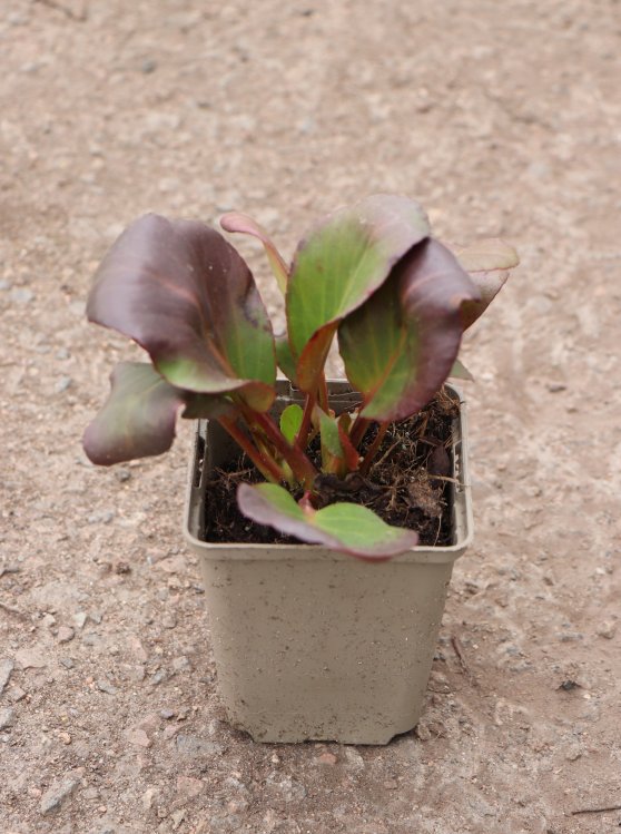 detail Bergénie srdčitá ´Rotblum´