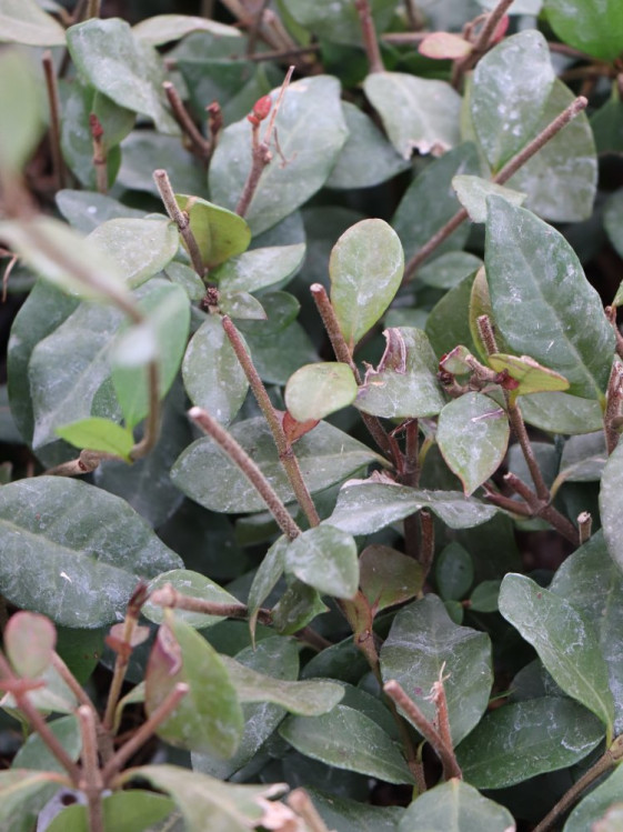 detail Jasmínovník 'Christabel Bielenberg'