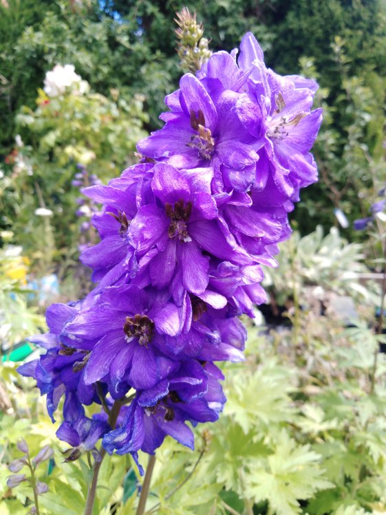 detail Stračka Pacific Hybr. 'Black Knight' - ostrožka