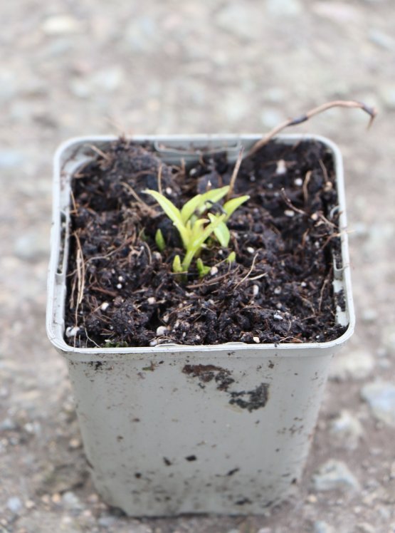 detail Třapatkovka nachová ´Prairie Blaze Golden Yellow´