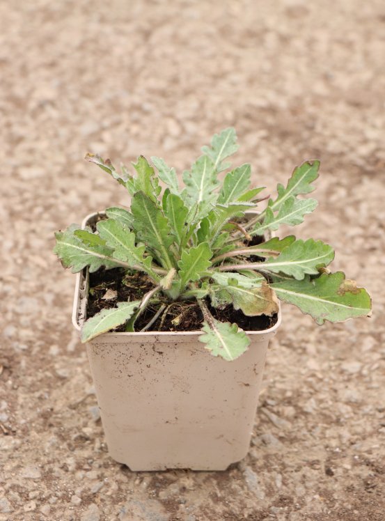 detail Kokarda osinatá 'Kobold'