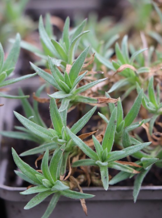 detail Šater latnatý ´Festival White´