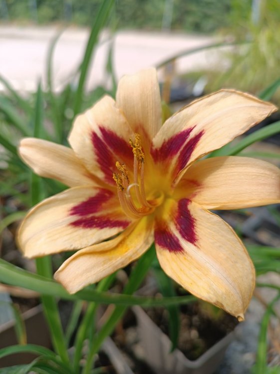 detail Denivka 'Ageless Beauty'