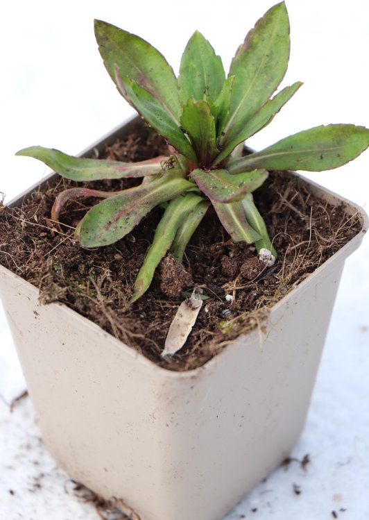 detail Záplevák 'Flamenco'