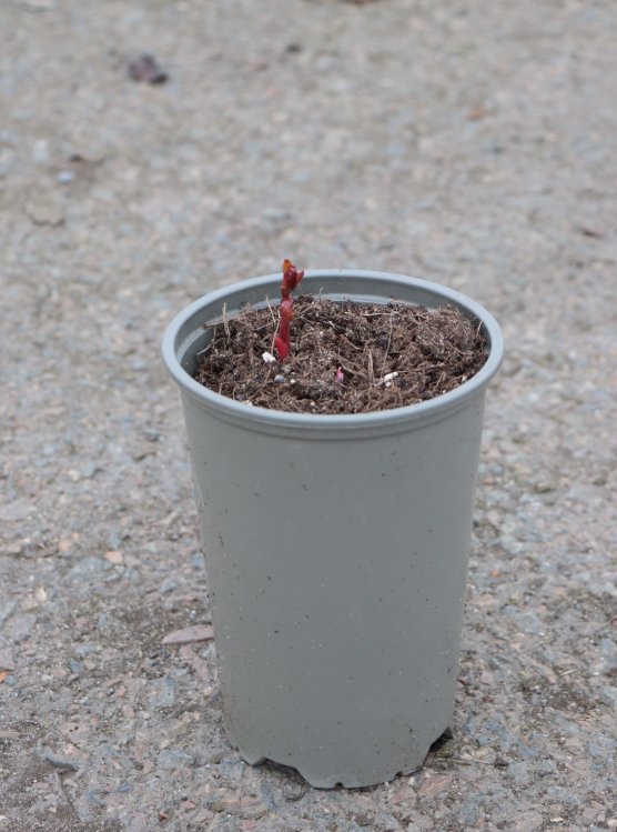 detail Pivoňka bylinná ´Coral n´ Gold´