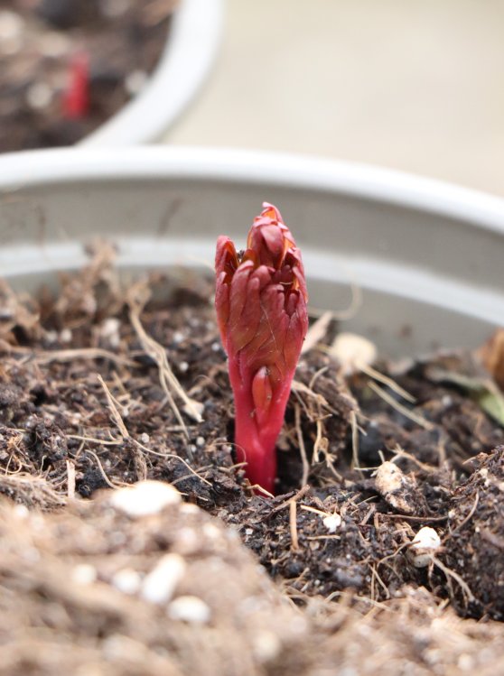 detail Pivoňka bylinná ´Charles Burgess´