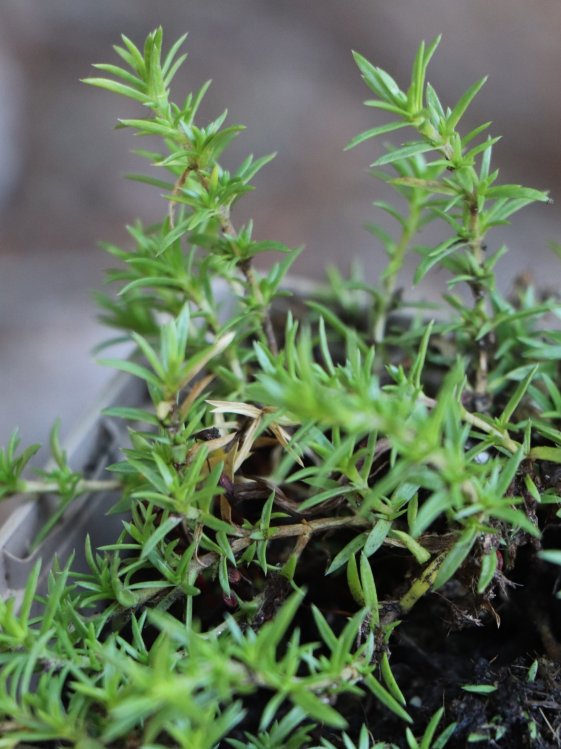 detail Plamenka nízká 'Lilac Cloud'