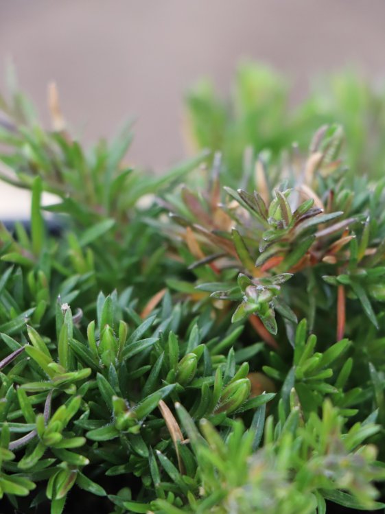 detail Plamenka 'Mc Daniel's Cushion'