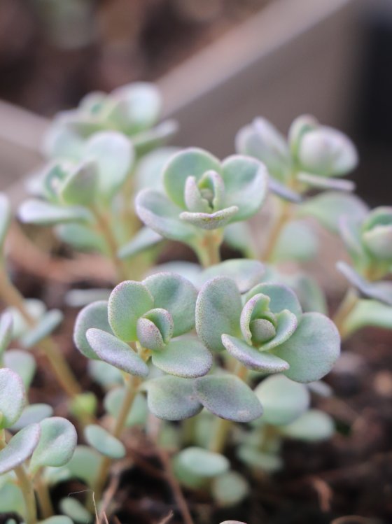 detail Rozchodník větvený ´Lidakense´