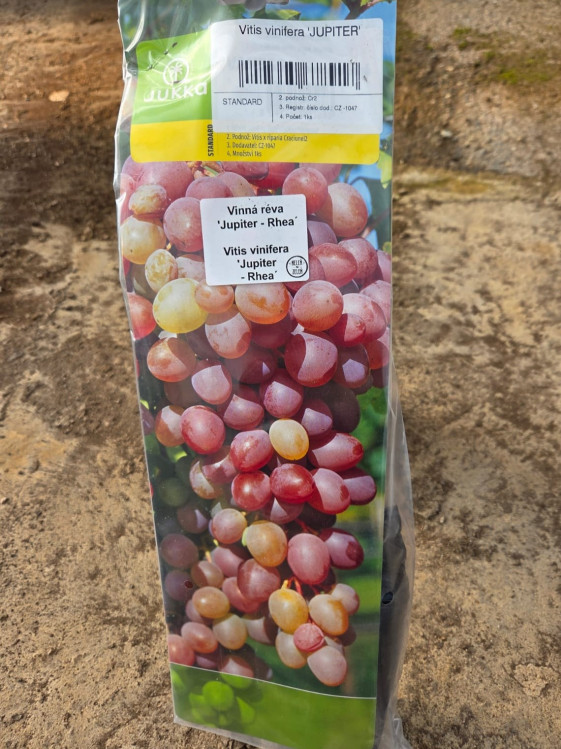 detail Vinná réva 'Jupiter - Rhea' bezsemenná