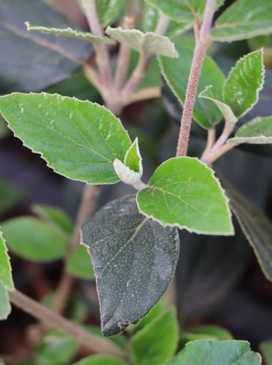 detail Kalina Burkwoodova