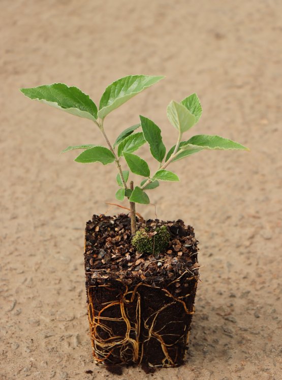 detail Kalina Burkwoodova