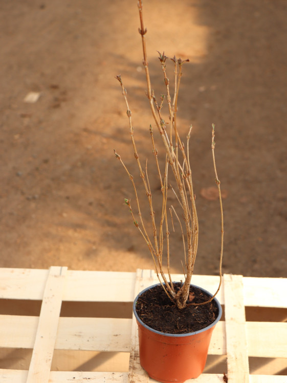 detail Vajgélie květnatá 'Minuet´