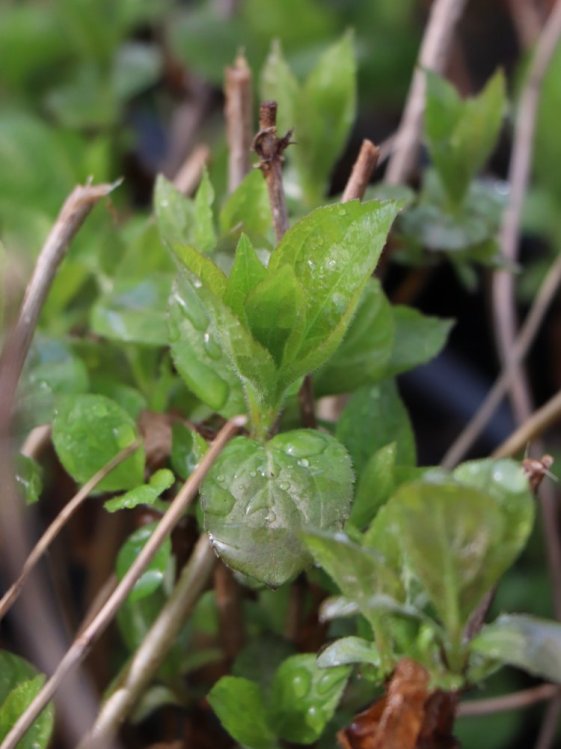 detail Vajgélie květnatá 'Wings of Fire'®