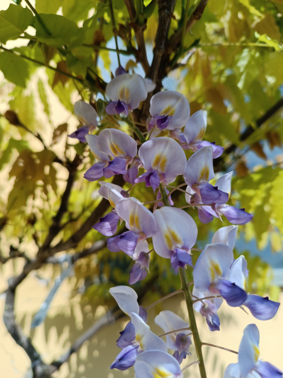 detail Vistárie květnatá 'Macrobotrys'