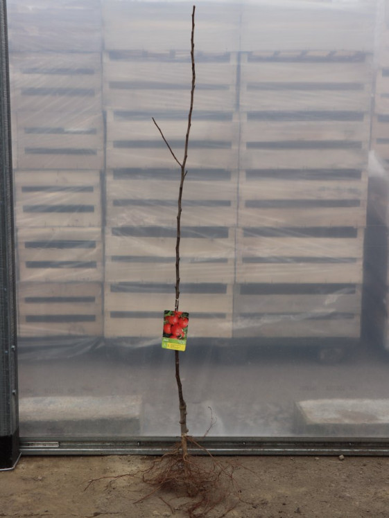 detail Jabloň 'Gala' - zimní, kontejner